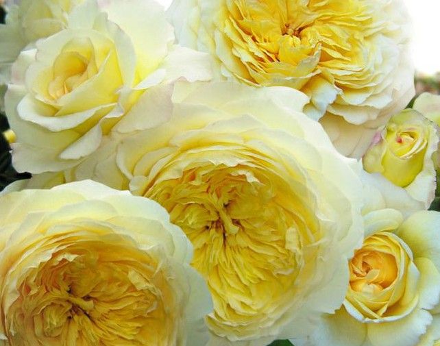 Нельсон Монфор (Nelson Montfort)