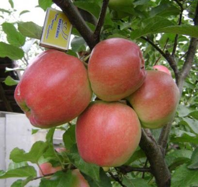 Граф Еззо (пізня)