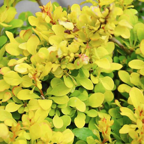 Барбарис Lime Star (Лайм Стар)