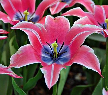 Тюльпан Лілієвидний Yonina 10/11