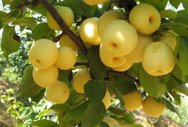 Райська грушка 