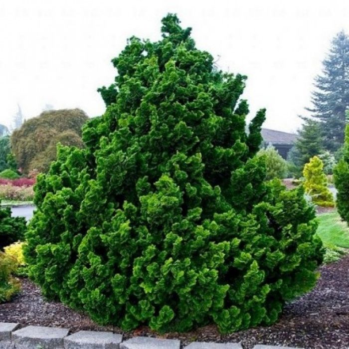 Кіпарисовик Нана Грациліс (Nana Gracilis) С2