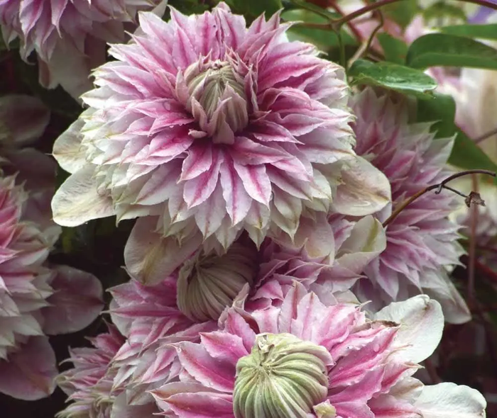 Жозефіна (Josephine)