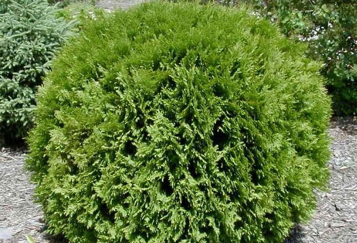 Туя західна Глобоза С 1,5