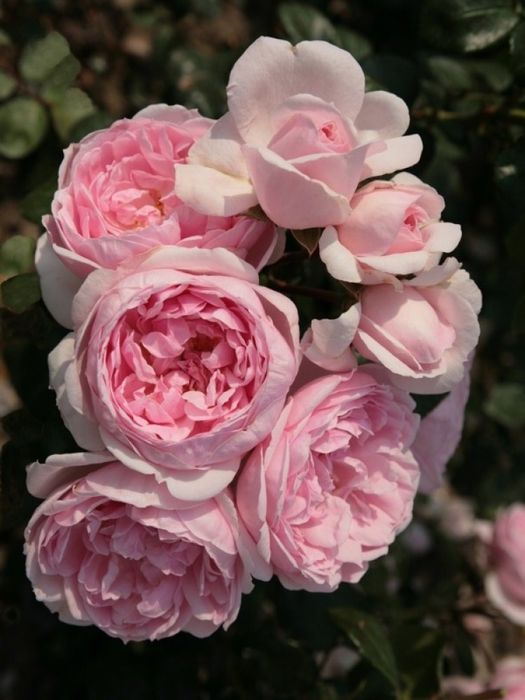 Сіндерелла (Cinderella)