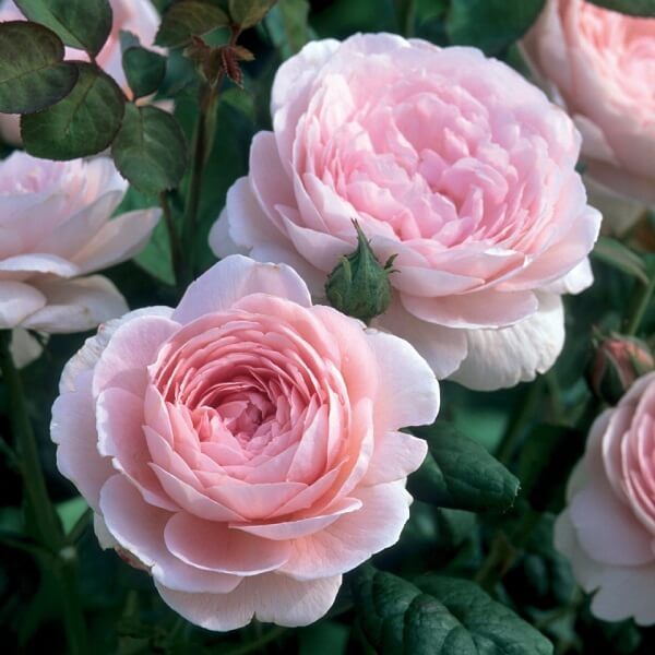 Квін оф Свіден (Queen of Sweden)