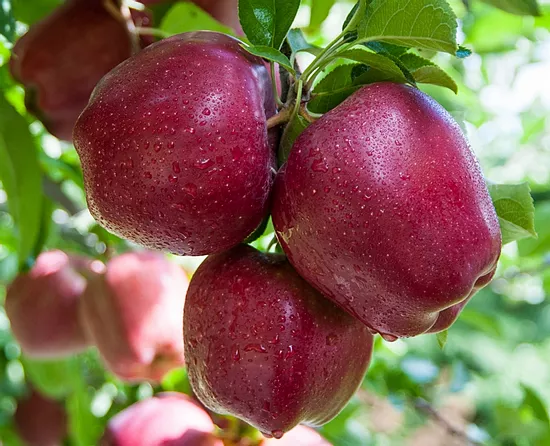 Ріхард (пізня)