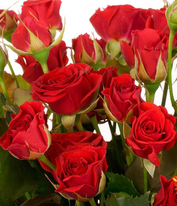 Мірабель (Mirabel)