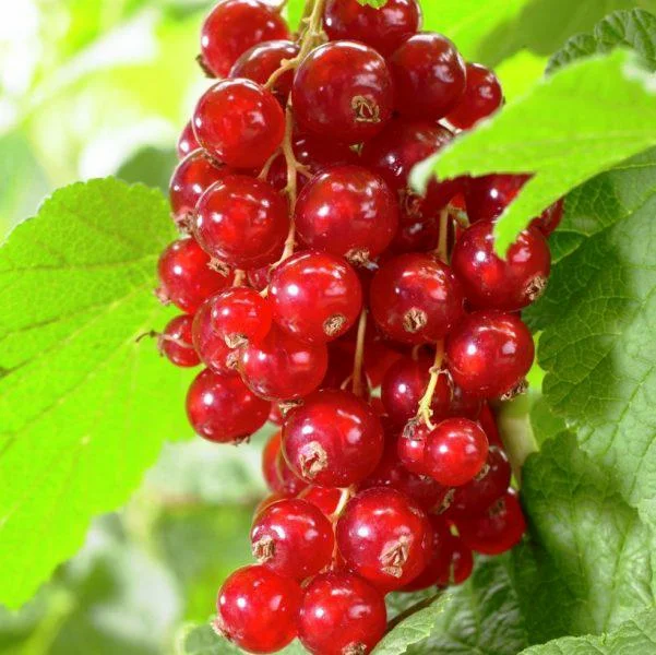 Валентинівка