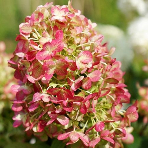 Гортензія Graffiti (2річна)