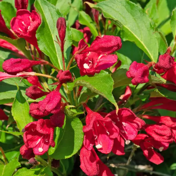 Вейгела Newport Red 2л