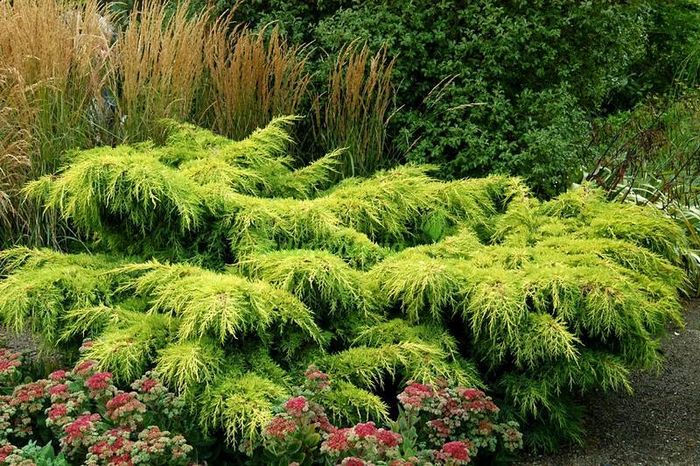 Ялівець середній 