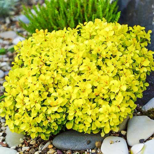 Барбарис тунберга Тіні Голд. (Berberis thunbergii Tiny Gold) p9
