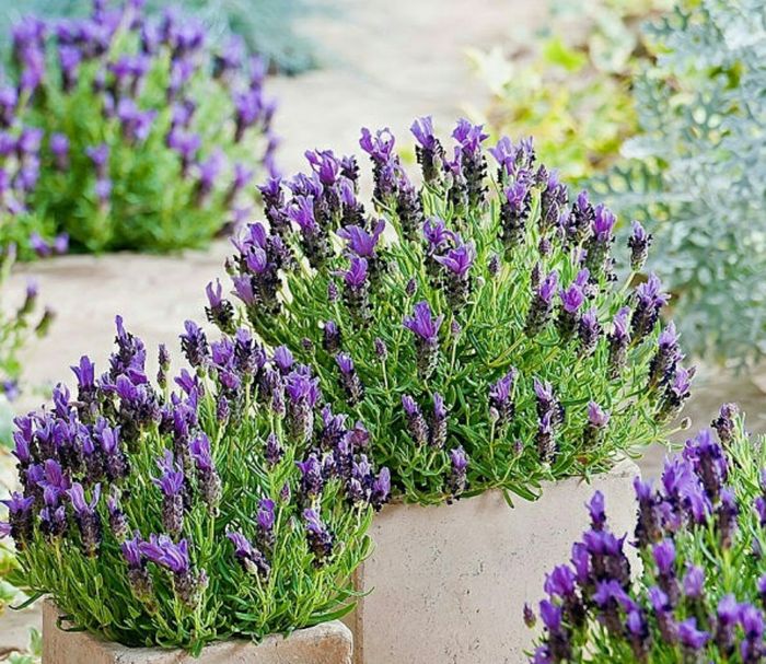 Лаванда вузьколисна Платинум Ніко (Platinum nico)