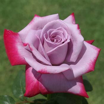 Парадиз (Paradise)