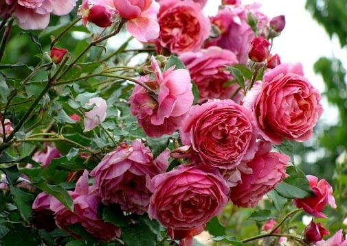 Ладюре  (Laduree)