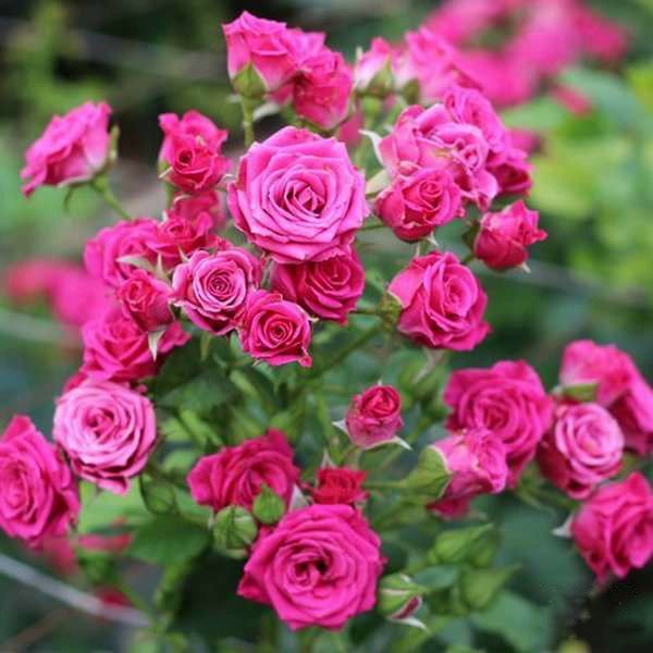 Грація (Gracia)