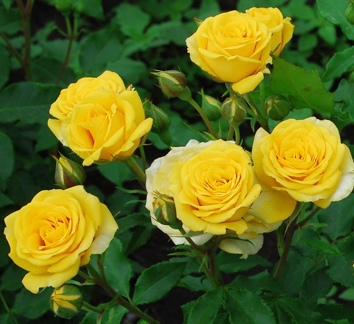 Золоті Ворота