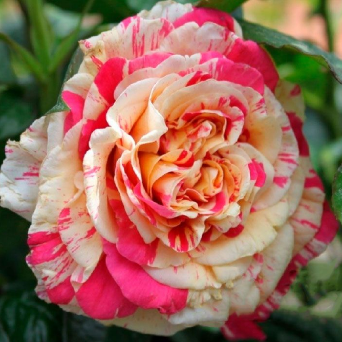 Ваніла Фрайз (Vanilla Fraise)