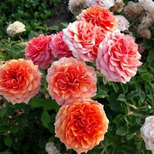 Троянда на штамбі Тереса (Teresa)