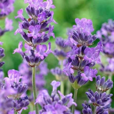 Лаванда вузьколистова Little Lady