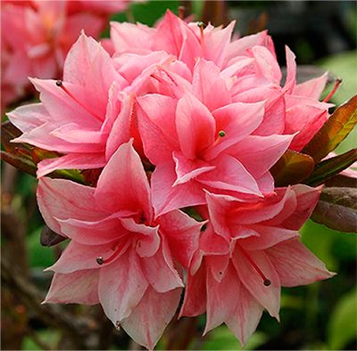 Kilian (4х річний)