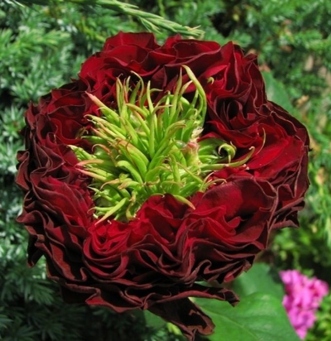 Ред Айс  (Red Eye)