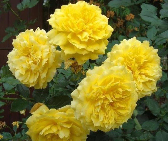 Чайна Герл (China Girl)