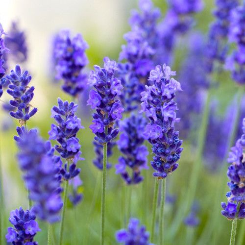 Лаванда Граппенхол (Grappenhall)