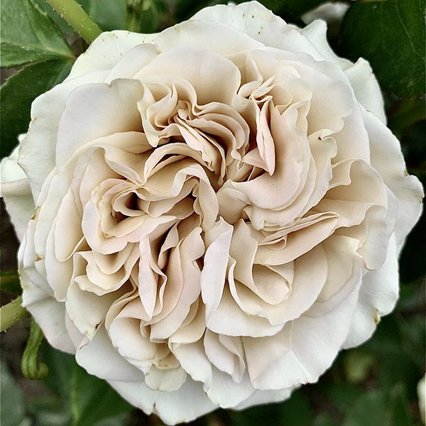 Вестмінстер Еббі 