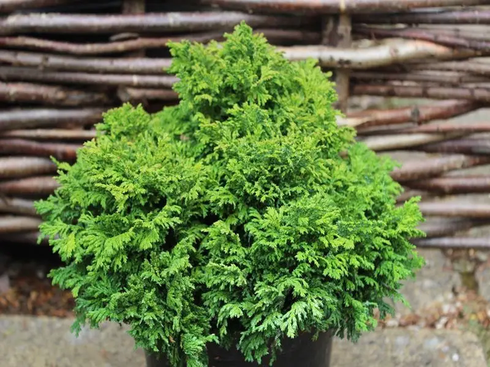 Кипарисовик горохоплідний Нана