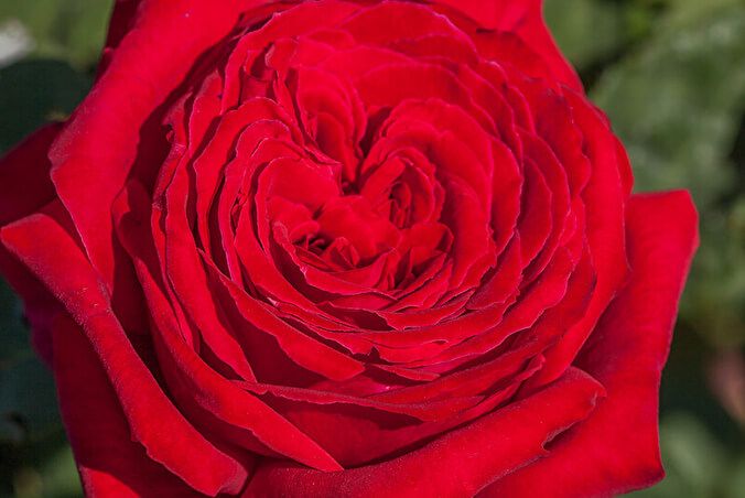 Ботеро (Botero)