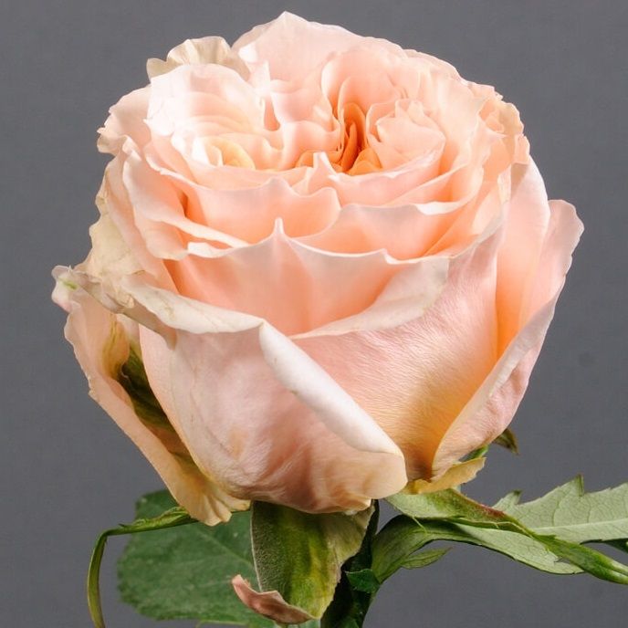 Шиммер (Chimmer)