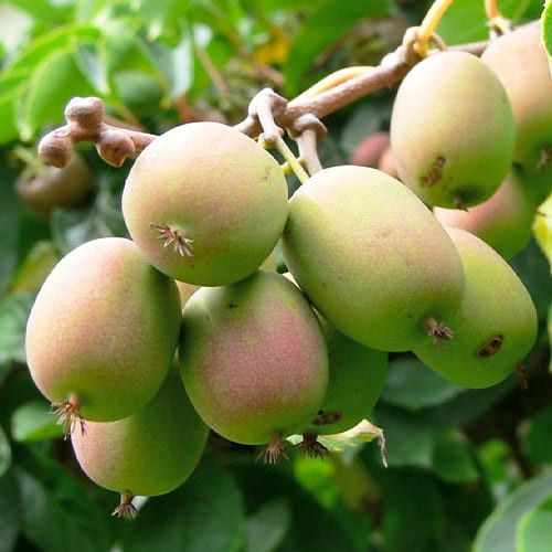 Байєрн Ківі (Bayern kiwi) жінка 1 річна