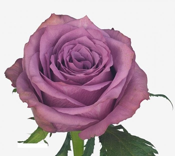 Нью Орлеанс (New Orleans)