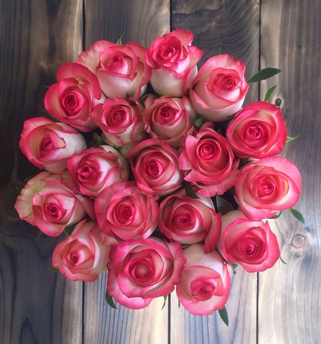 Джумілія (Jumilia)