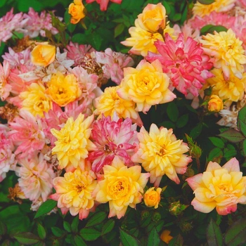 Бебі Маскарад (Baby Masquerade)