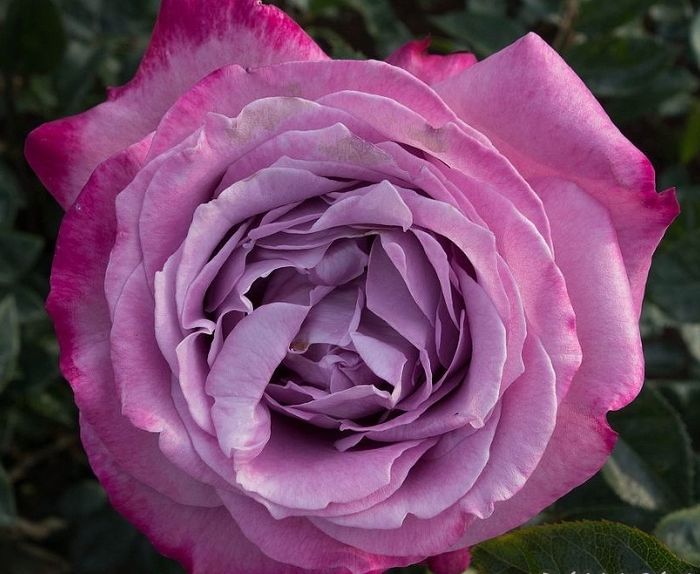 Блю Рівер (Blue River)