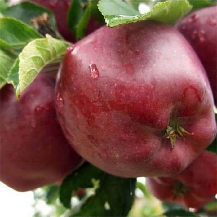 Супер Чіф (пізня)