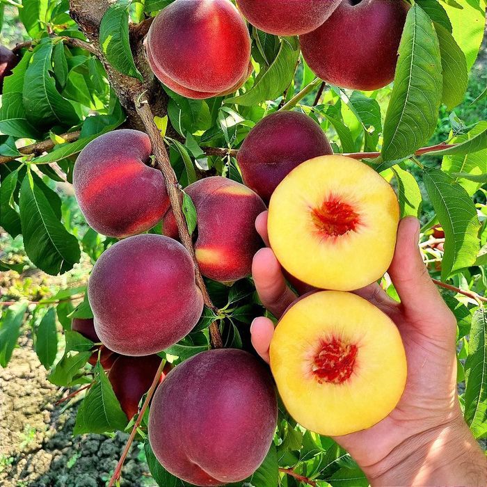 Світ Дрім (Sweet Dream)