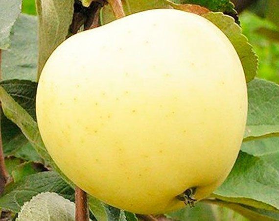  Сніговий Кальвіль