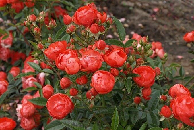 Оранж Морсдаг (Morsdag Orange)