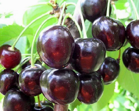 Донецький Угольок (пізня)