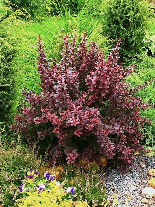 Барбарис Тунберга Атропурпурея (Atropurpurea) 1.5 річні