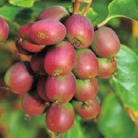 Пурпурна (жінка) 1-річна