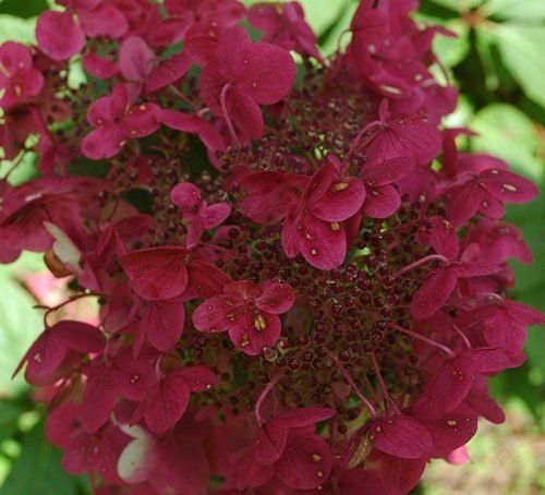 Гортензія Волотиста МЕДЖІКАЛ ФАЙР (Magical Fire)