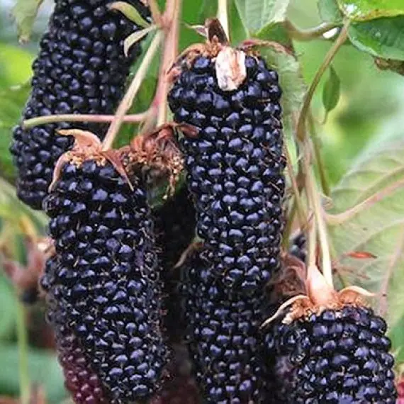 Коламбія Гігант 2л