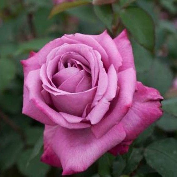 Блю Вандер (Blue Wonder)