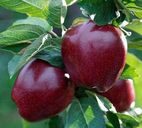 Ред Джонапринц (Чорний принц) середня