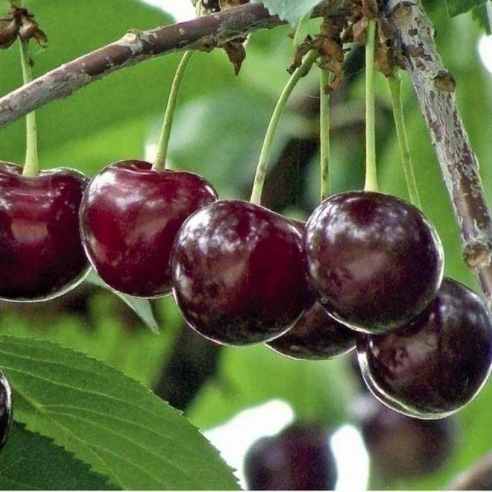 Шоколадниця